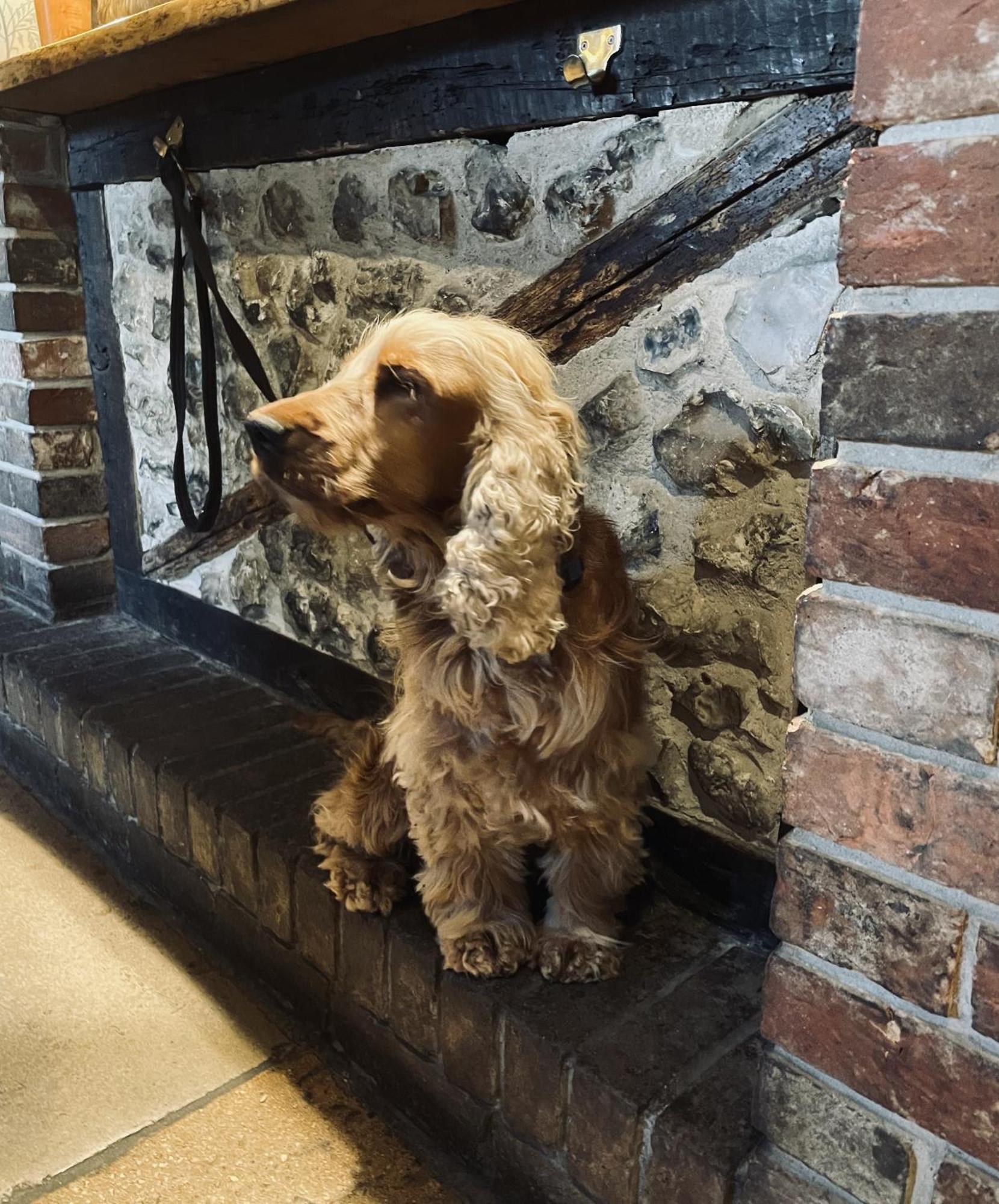 The Greyhound Inn Sydling St Nicholas Экстерьер фото